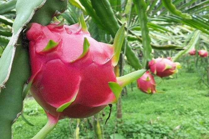 火龍果園