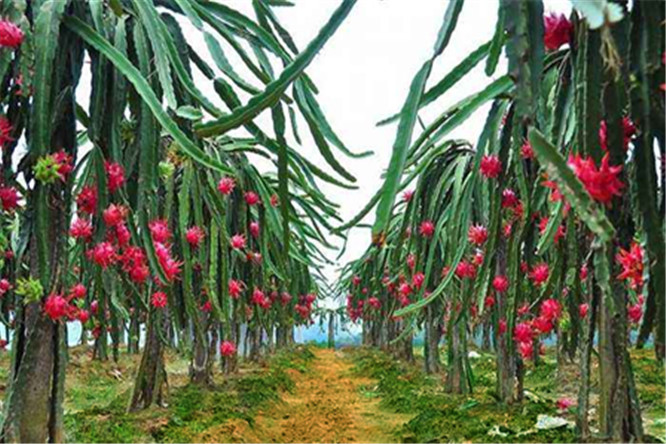 心湖生態(tài)園農(nóng)家樂 (15).jpg